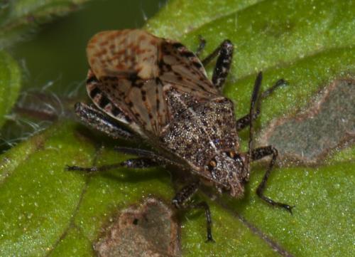 Réf. 91 839 : Stictopleurus punctatonervosus