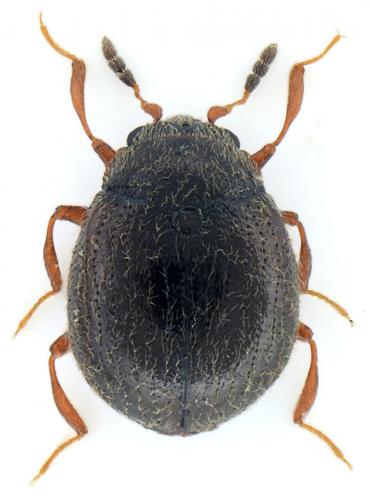 Réf. 91 686 : Aspidiphorus orbiculatus