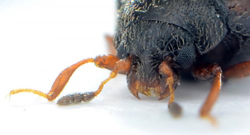 Réf. 91 688 : Aspidiphorus orbiculatus