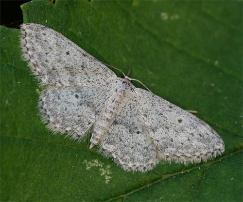 Réf. 91 455 : Idaea seriata