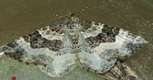 Epirrhoe rivata