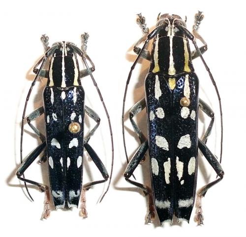 Glenea elegans