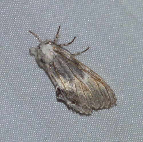 Réf. 91 350 : Harpyia milhauseri