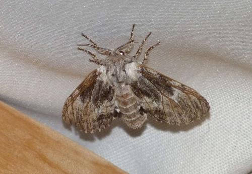 Réf. 91 325 : Harpyia milhauseri