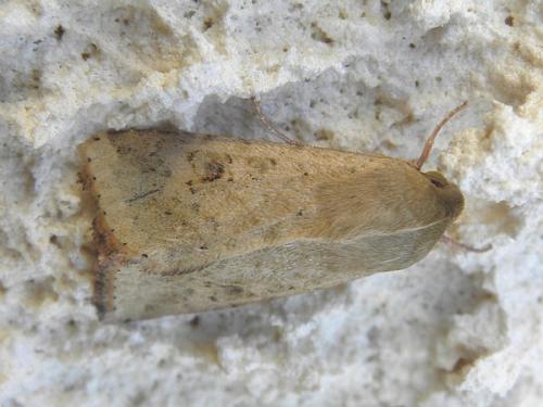 Réf. 91 012 : Helicoverpa armigera