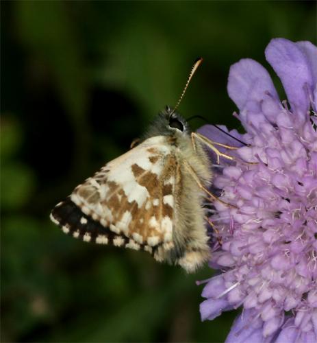 Réf. 91 333 : Pyrgus alveus