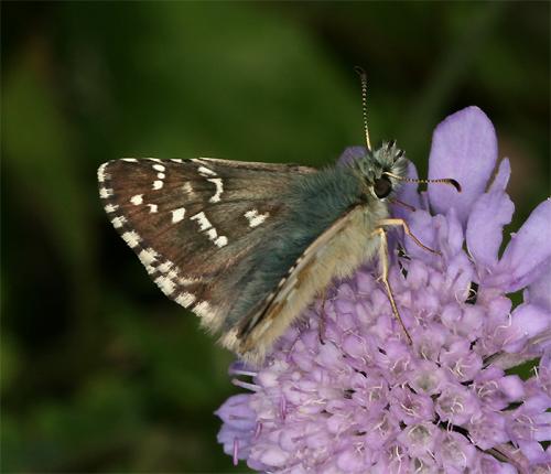 Réf. 91 345 : Pyrgus sp.