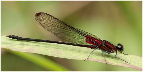 Hetaerina cruentata