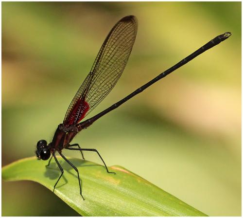 Hetaerina cruentata