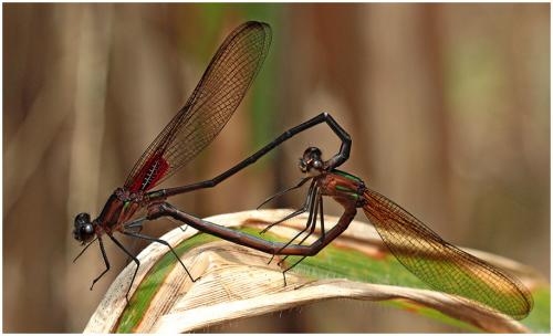 Hetaerina cruentata