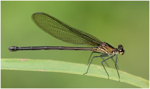 Hetaerina cruentata