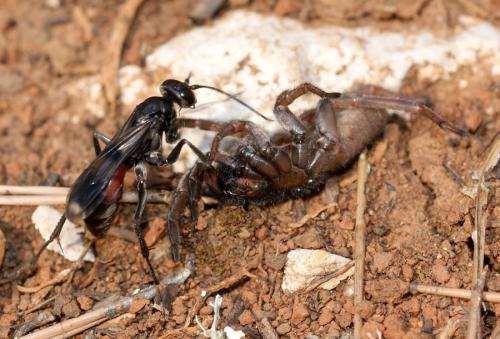 Priocnemis bellieri