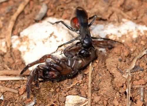 Réf. 91 538 : Priocnemis bellieri