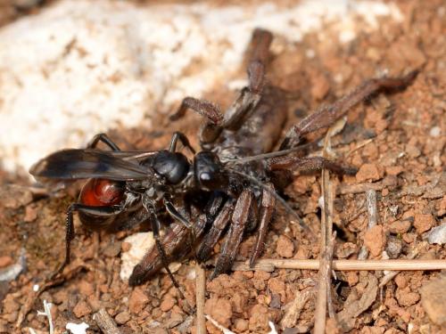 Priocnemis bellieri
