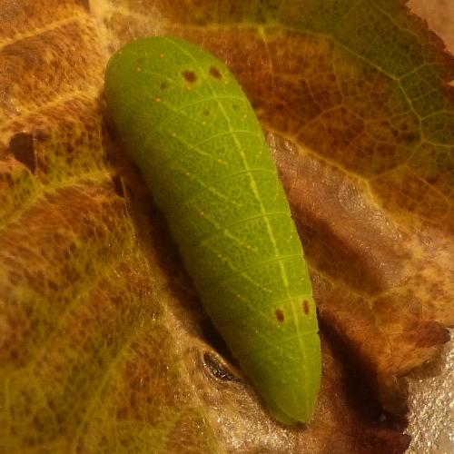 Iphiclides podalirius