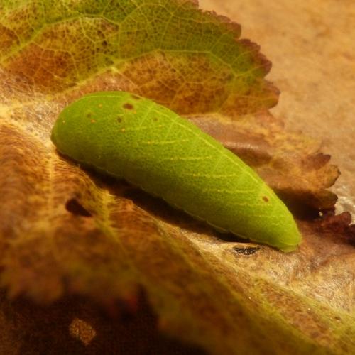 Iphiclides podalirius