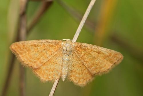 Réf. 91 178 : Idaea serpentata