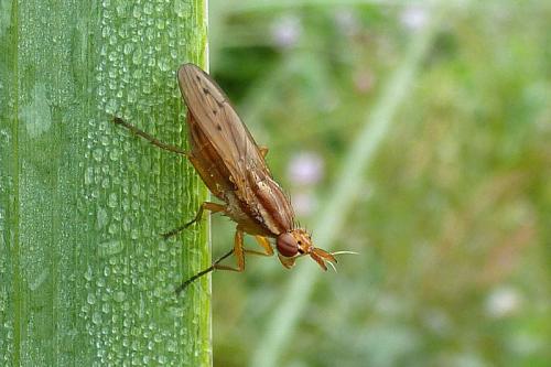 Réf. 91 518 : Ilione albiseta