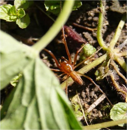 Réf. 91 023 : Linyphia triangularis