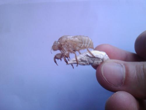 Cicada orni