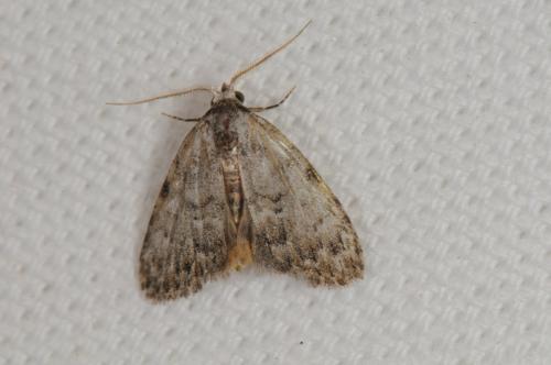Réf. 91 445 : Meganola strigula