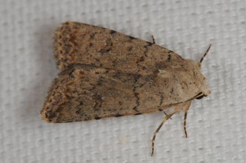 Réf. 91 470 : Caradrina clavipalpis