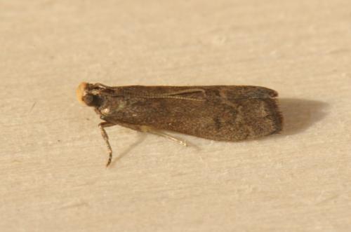Réf. 91 570 : Eccopisa effractella