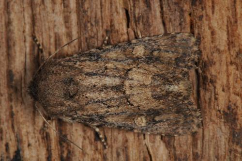 Réf. 91 515 : Luperina testacea