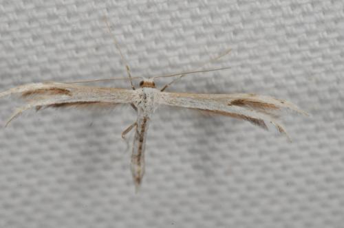 Calyciphora adamas