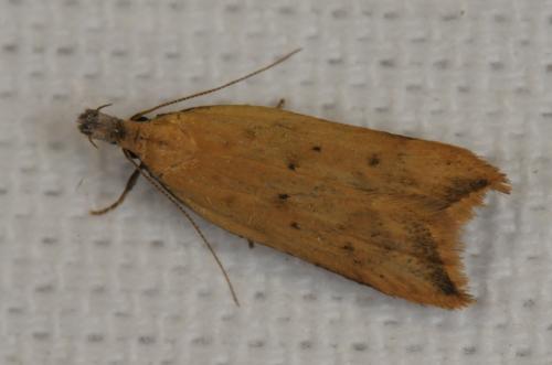 Dichomeris limosella