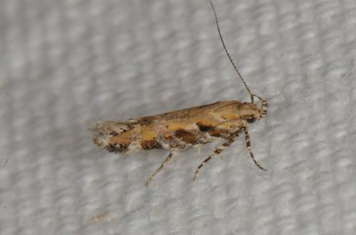 Aristotelia sp.