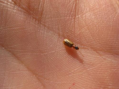 Philorhizus melanocephalus