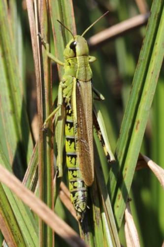Réf. 91 643 : Stethophyma grossum