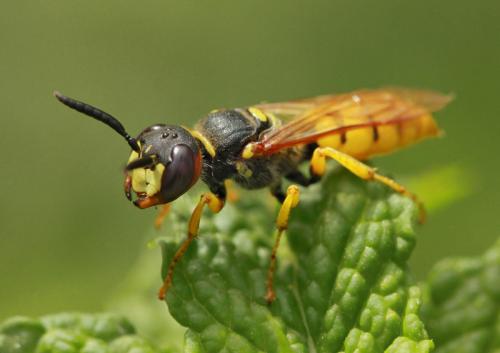 Philanthus triangulum
