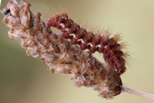 Acronicta rumicis