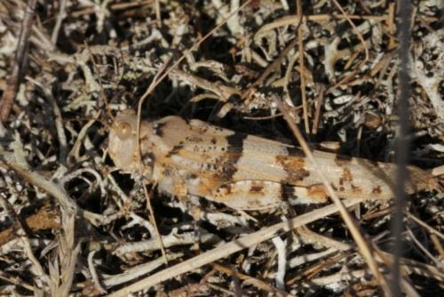 Réf. 91 650 : Sphingonotus caerulans