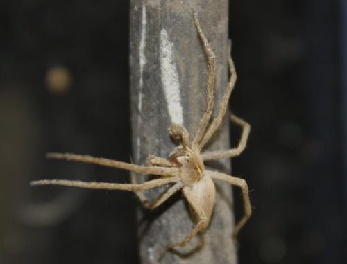 Pisaura mirabilis
