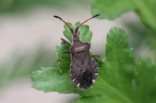 Réf. 91 842 : Enoplops scapha