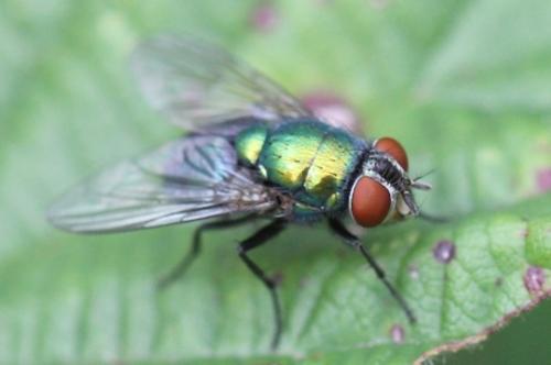 Lucilia sp.