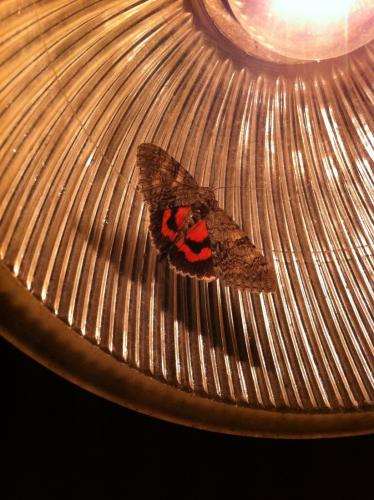 Catocala nupta