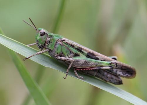 Réf. 91 984 : Aiolopus thalassinus thalassinus