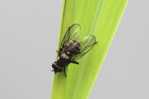 Limnophora sp.