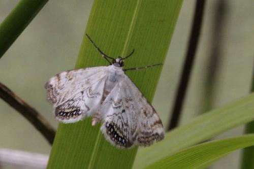 Cataclysta lemnata