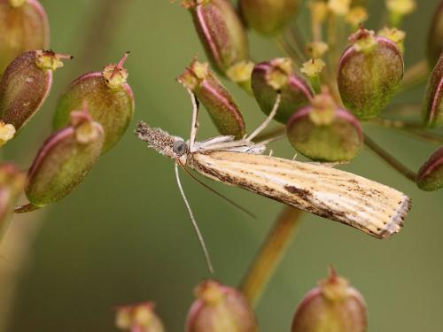 Réf. 91 841 : Agriphila inquinatella