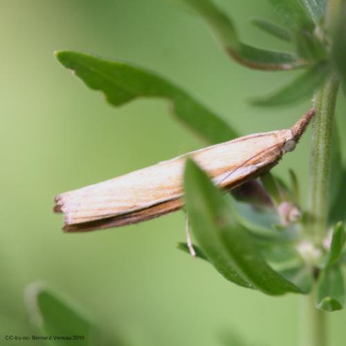 Agriphila sp.