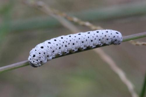 Tenthredo scrophulariae