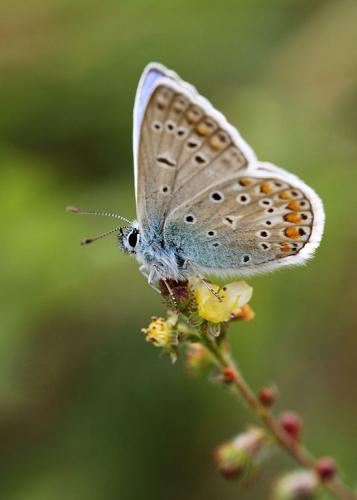 Polyommatus icarus