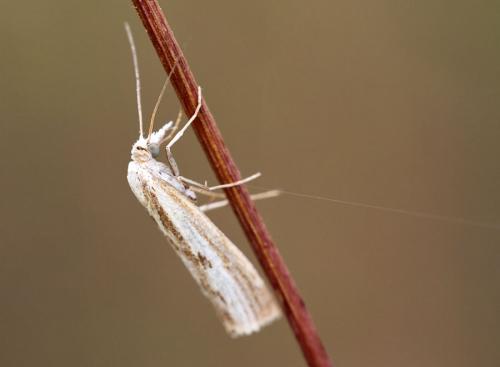 Réf. 91 878 : Agriphila inquinatella