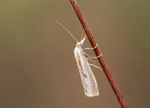 Réf. 91 840 : Agriphila inquinatella