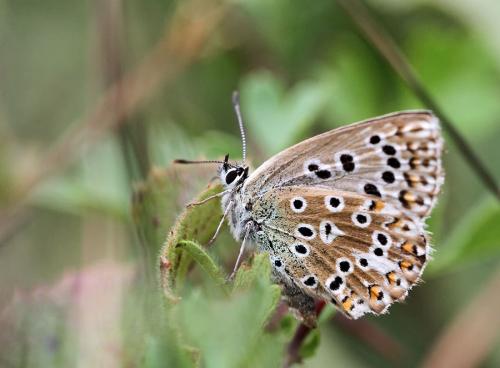 Réf. 91 452 : Polyommatus sp.